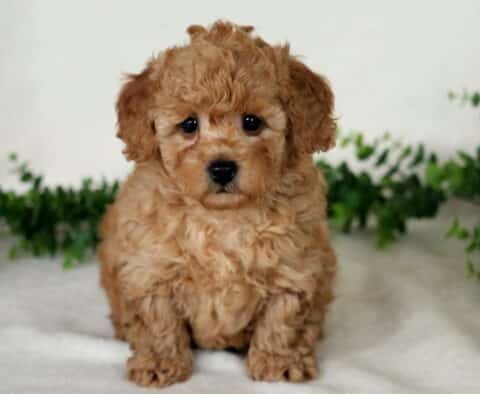 Bear Mini Poodle