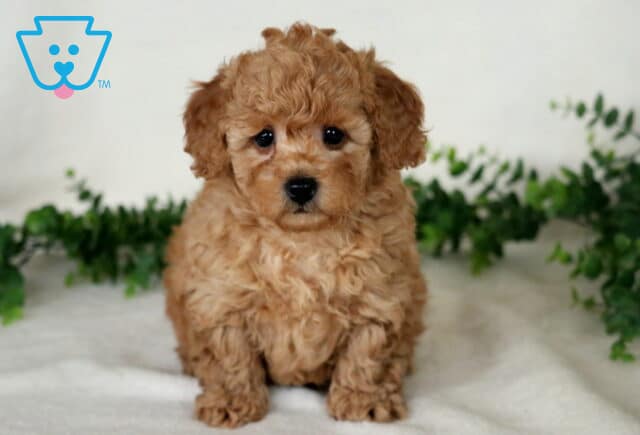 Apricot Mini Poodle puppy sitting on a white blanket with a fluffy curly coat and green foliage in the background. image