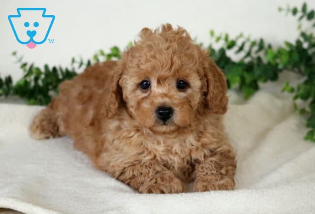 Apricot Mini Poodle puppy lying on a white blanket with a curly coat and green foliage backdrop. image