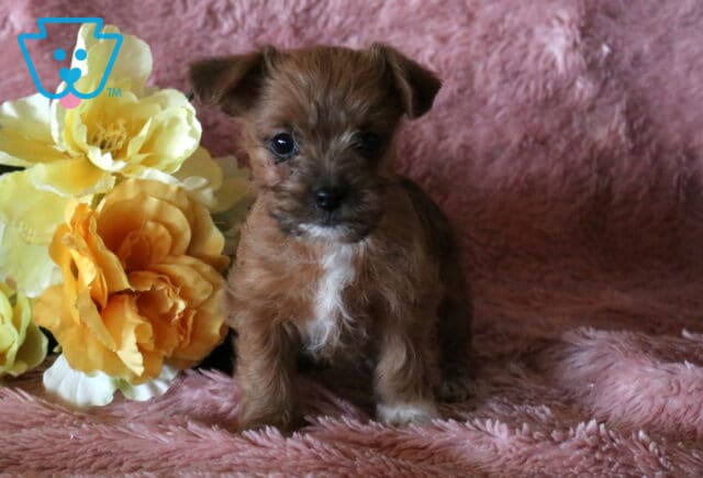 Beauty Jackapoo image