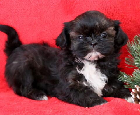 Beauty Shih Tzu