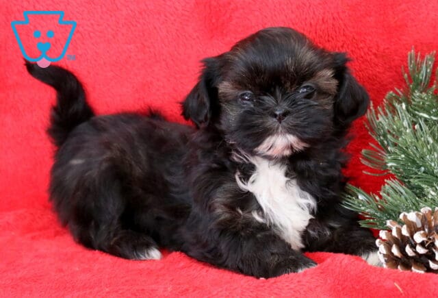 Beauty Shih Tzu image
