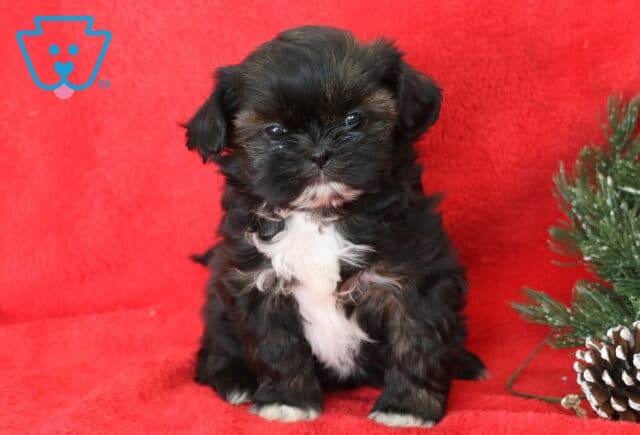 Beauty Shih Tzu2 image