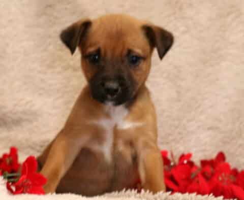 Becca Border Collie Mix