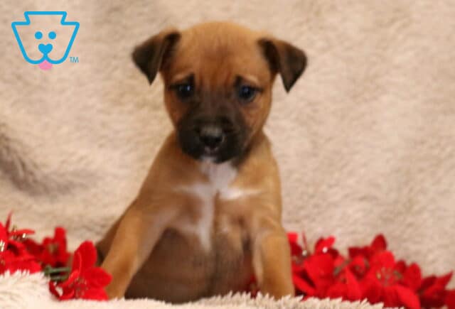 Becca Border Collie Mix image