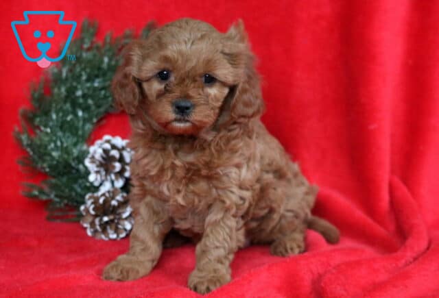 Apricot Cavapoo puppy sitting on a red blanket with a curly, fluffy coat, floppy ears, dark expressive eyes, and a small white patch on the chest, posed in front of a pinecone wreath for a festive holiday setting. image
