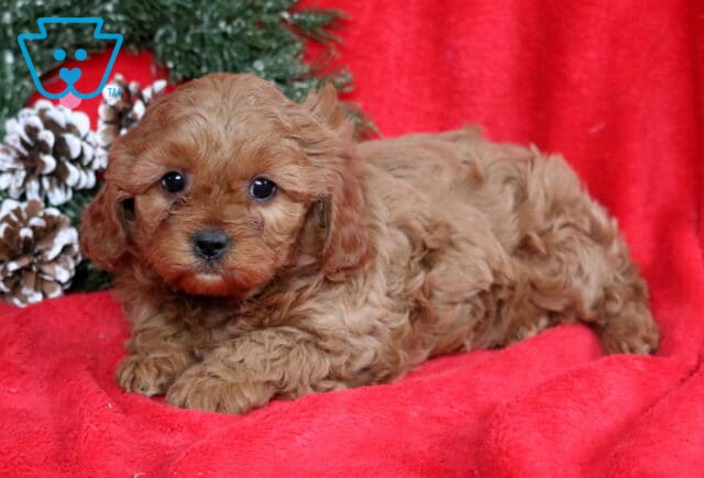 Apricot Cavapoo puppy lying on a red blanket with a soft, curly coat, floppy ears, and dark round eyes, posed in front of a pinecone wreath for a cozy holiday-themed photo. image