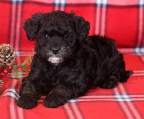 Becca MIni Bernedoodle