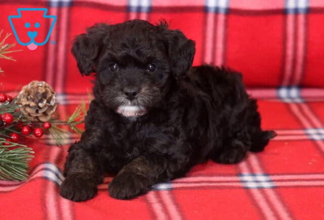 Mini Bernedoodle puppy with a soft black curly coat and a small white chin patch, lying on a red plaid blanket beside festive greenery and pinecones. image