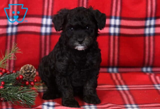 Mini Bernedoodle puppy with a fluffy black coat and a small white patch under the chin, sitting on a red plaid blanket next to holiday greenery and pinecones. image