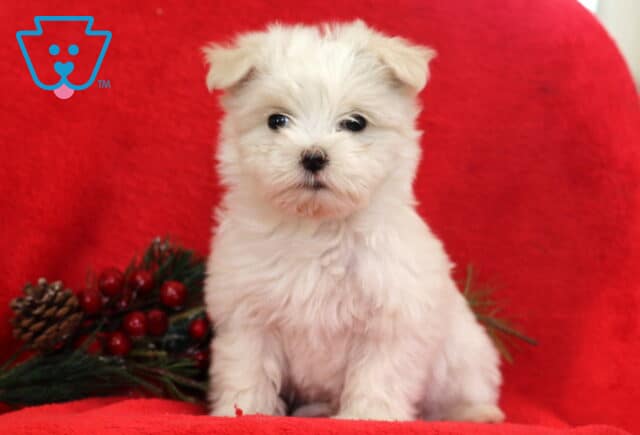 White Maltese puppy sitting on a red blanket with holiday greenery and pinecones, featuring a soft fluffy coat, dark round eyes, and a sweet alert expression. image