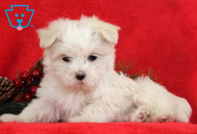 White Maltese puppy lying on a red holiday blanket beside pinecones and greenery, showing a fluffy coat, dark eyes, and a calm, gentle expression. image