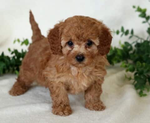 Bell Mini Poodle