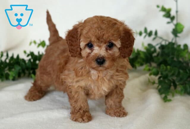 Apricot Mini Poodle puppy standing on a white blanket with a curly coat and green foliage background. image