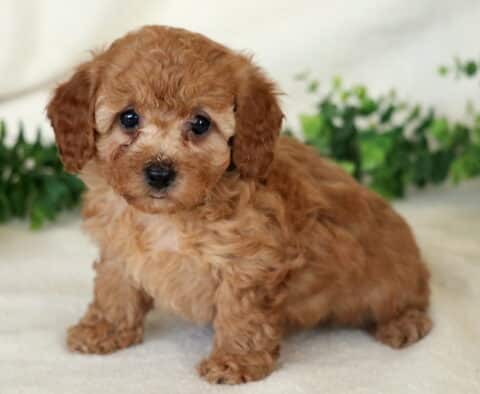 Apricot Mini Poodle puppy sitting on a white blanket with a soft curly coat and green foliage backdrop.