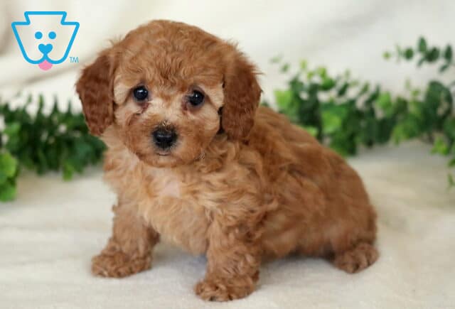 Apricot Mini Poodle puppy sitting on a white blanket with a soft curly coat and green foliage backdrop. image