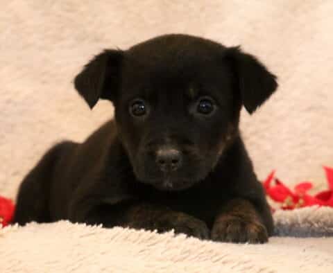 Bella Border Collie MIx