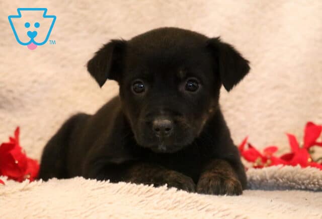 Bella Border Collie MIx image