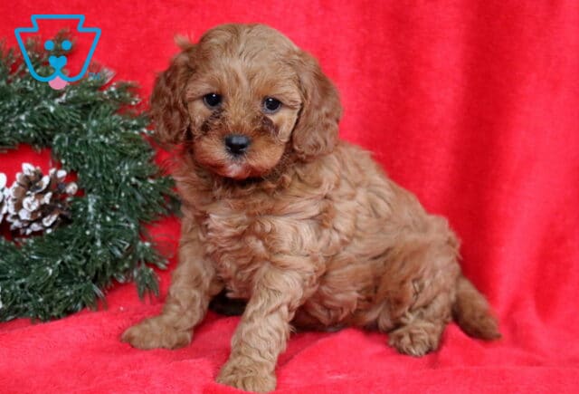 Fluffy apricot Cavapoo puppy sitting on a red blanket beside a holiday wreath, showing a curly coat and sweet expression. image