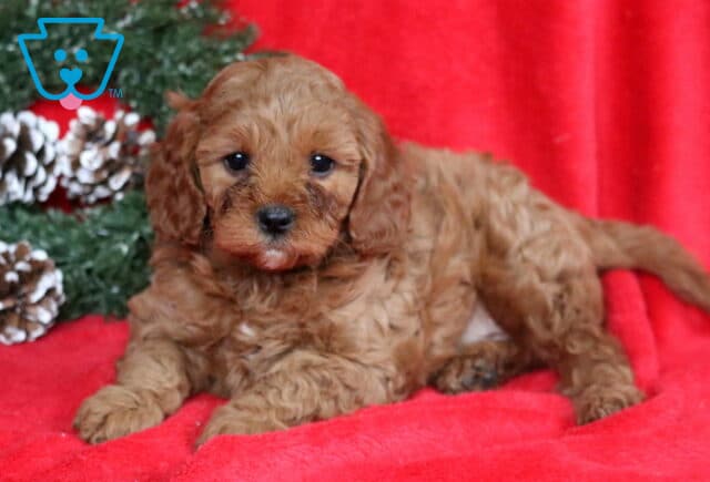 Apricot Cavapoo puppy lying on a red blanket next to a festive wreath, featuring a curly coat, floppy ears, and gentle expression. image