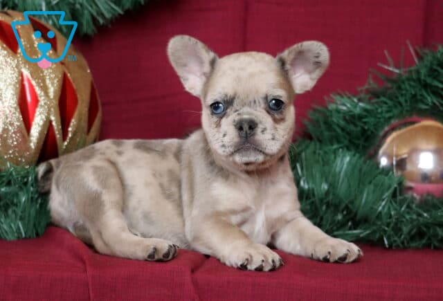 Bella French Bulldog image