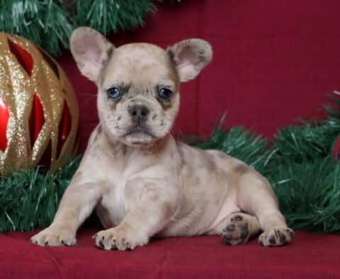Bella French Bulldog2