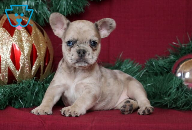 Bella French Bulldog2 image