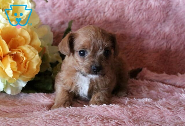 Bells Jackapoo image