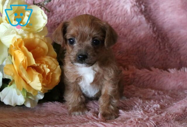 Bells Jackapoo2 image