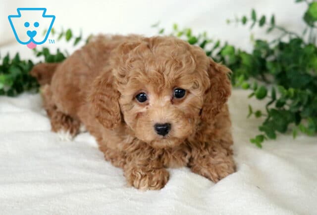 Apricot Mini Poodle puppy crawling forward on a white blanket with a curly coat and green foliage background. image