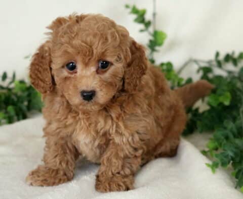 Benny Mini Poodle2