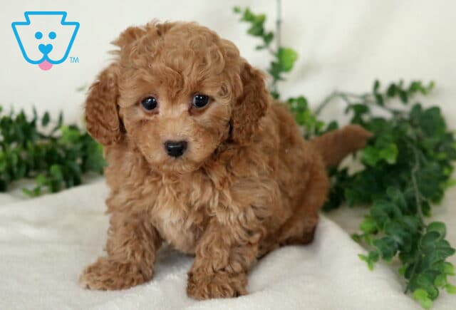 Apricot Mini Poodle puppy standing on a white blanket with a curly coat and green foliage backdrop. image