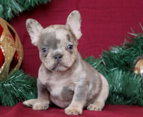 Benson French Bulldog