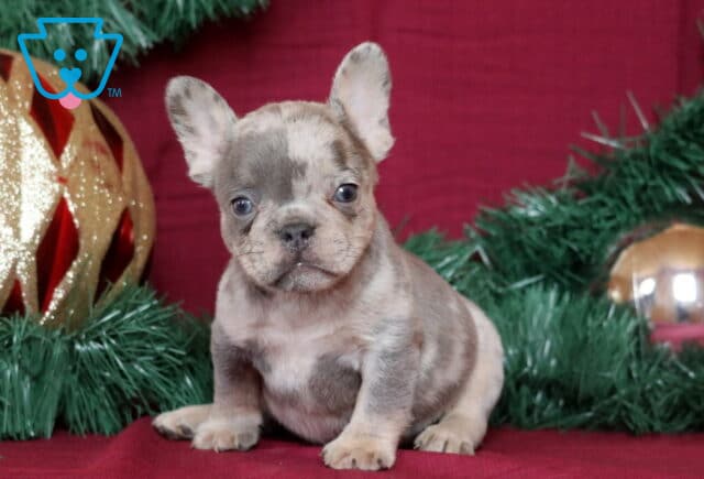 Benson French Bulldog image