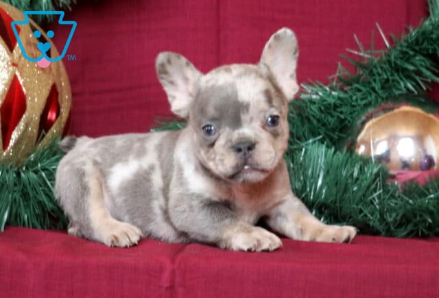 Benson French Bulldog2 image