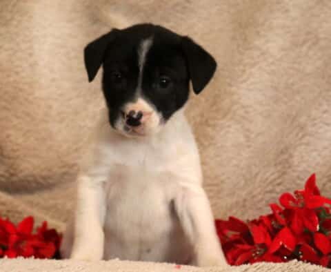 Bentley Border Collie Mix