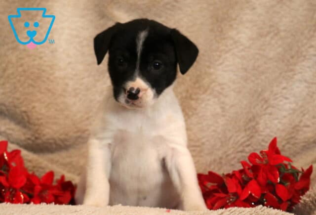 A black-and-white Border Collie mix puppy sits upright on a soft beige blanket, looking toward the camera with a sweet, curious expression. The puppy has a mostly black face with a white stripe and a small heart-shaped black marking on its nose. Bright red flowers are placed on each side, adding a festive touch to the scene. image