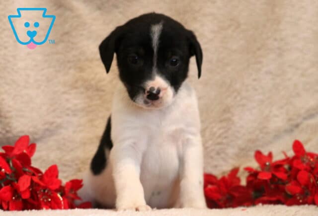 A black-and-white Border Collie mix puppy sits upright on a soft beige blanket, looking gently toward the camera. The puppy has a mostly black face with a thin white blaze running down the center and a small heart-shaped black spot on its pinkish nose. Red flowers sit on both sides, adding a festive, colorful contrast to the cozy scene. image