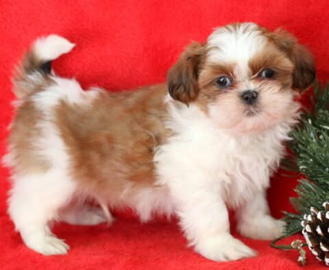 Bentley Shih Tzu