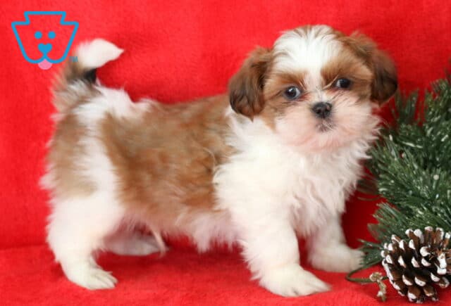Bentley Shih Tzu image