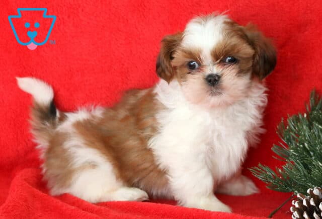 Bentley Shih Tzu2 image