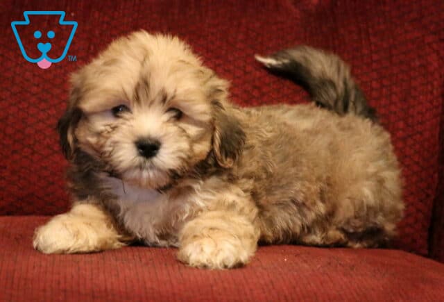 Shichon (Zuchon) puppy with a fluffy tan and brown coat lying on a red upholstered chair, showing a curled tail, soft wavy fur, dark expressive eyes, and an adorable relaxed pose. image