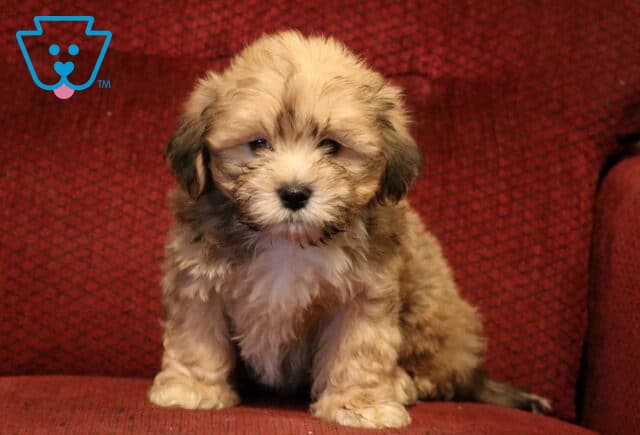 Big Boy Shichon2 image