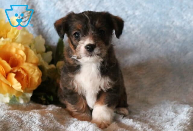 Billy Jackapoo image