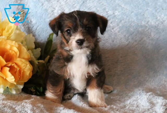 Billy Jackapoo2 image