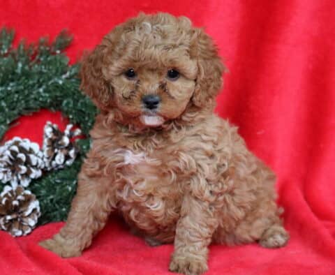 Blair Cavapoo