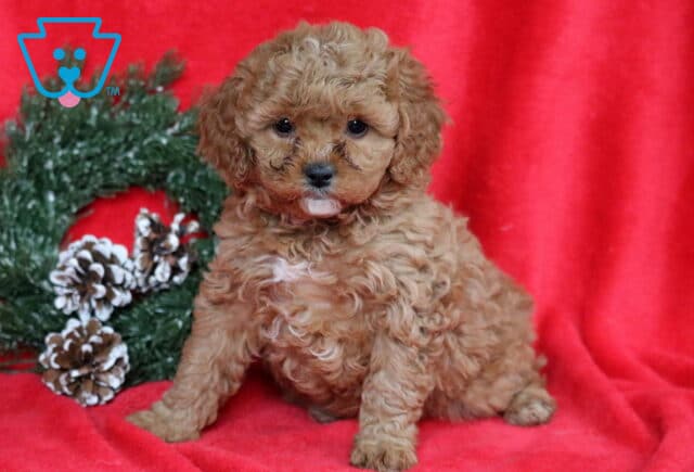 Curly apricot Cavapoo puppy sitting on a red blanket beside a festive pinecone wreath, with a fluffy coat, round dark eyes, and a sweet expression. image