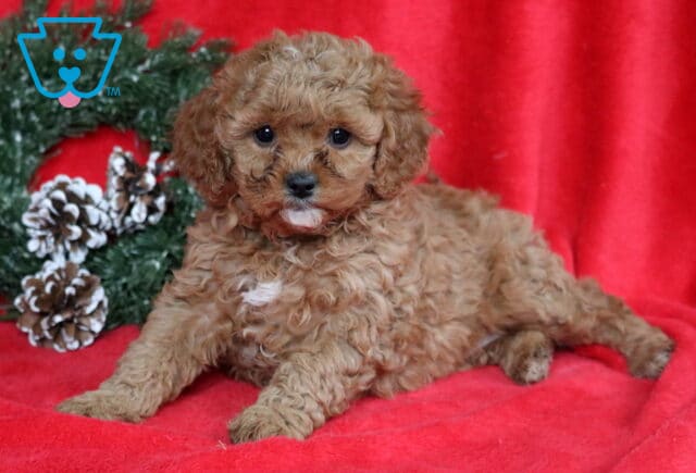 Apricot Cavapoo puppy lying on a red blanket in front of a festive pinecone wreath, featuring a curly coat, floppy ears, dark round eyes, and a small white patch on the chest. image