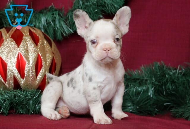 Blair French Bulldog image