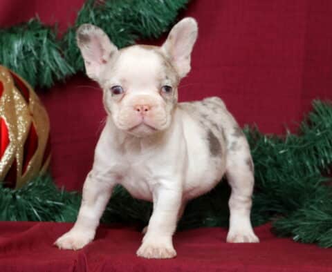Blair French Bulldog2